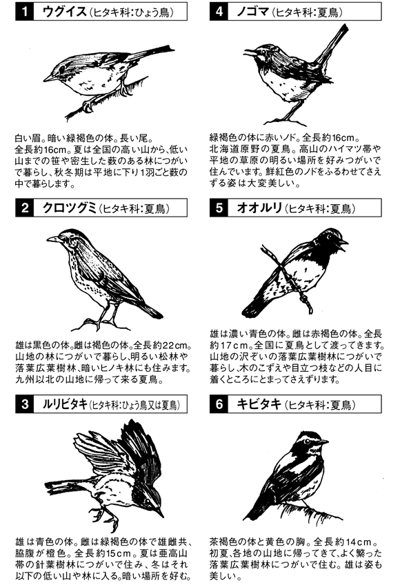 野鳥の解説1-6