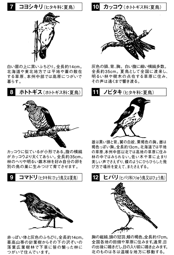 野鳥の解説7-12